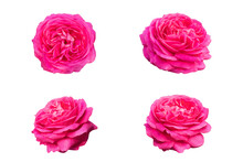 Set Of Pink Rose Flower Isolated On A White Background With Clipping Path. Full Depth Of Field. Focus Stacking. PNG