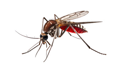 bloodsucker mosquito isolated on transparent background png file