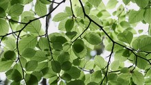 New Beech Tree Leaves Flourishing In The Spring Sunlight In A Woodland, Worcestershire, England.