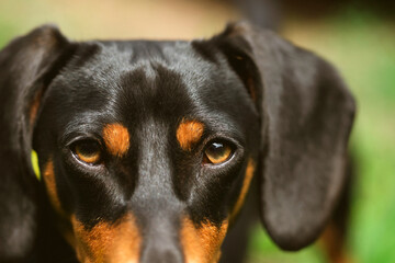 Sticker - A cute dachshund in a  lush spring garden