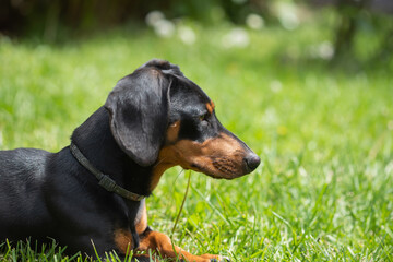 Sticker - A cute dachshund in a  lush spring garden