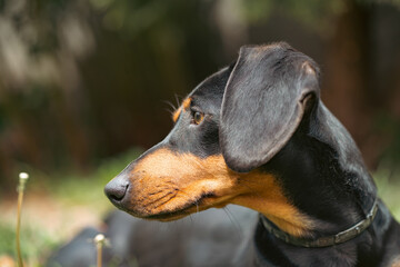 Sticker - A cute dachshund in a  lush spring garden