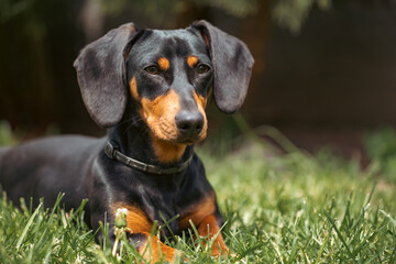 Sticker - A cute dachshund in a  lush spring garden