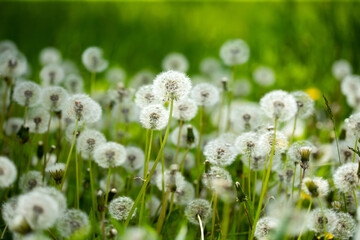 Canvas Print - Amazing field with white dandelions in spring