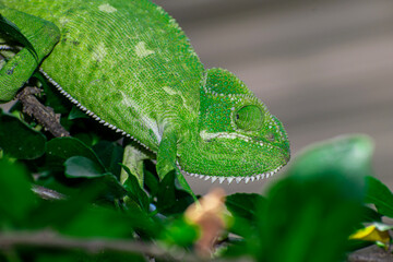 Sticker - Beautifu chameleons (chamaeleonidae) , chameleons in branch neture green background