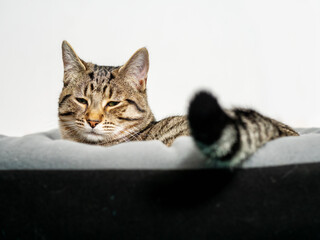 Wall Mural - Relaxed brown fur tabby cat on a comfortable bed. Light background. Living comfortable life.