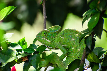 Wall Mural - Beautifu chameleons (chamaeleonidae) , chameleons in branch neture green background