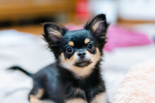 Black Chihuahua Puppy