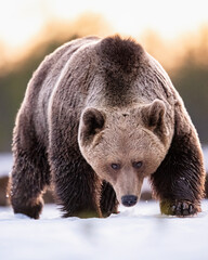 Wall Mural - brown bear approaching on snow
