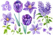 Beautiful flowers set on isolated white background, watercolor illustration, clematis, orchid, lavender, tulip and lilac
