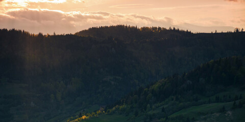 Wall Mural - cloudy afternoon in carpathian countryside. forested hills and grassy meadows in evening light. gorg