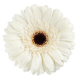 Gerbera, daisy flower, isolated on white background, full depth of field