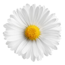 Chamomile Isolated On White Background, Full Depth Of Field