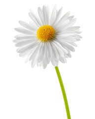 Poster - chamomile isolated on white background, full depth of field