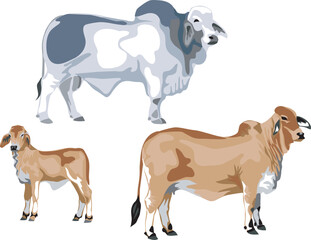Wall Mural - Brahman cattle - vector illustration