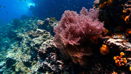 Wall Mural - Underwater photo of beautiful red soft corals at reef