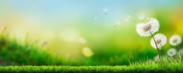 Wall Mural - Dandelion weed seeds blowing across a spring, summer garden lawn that has been freshly cut with a bright sunny background