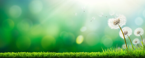 Wall Mural - dandelion weed seeds blowing across a freshly cut spring garden lawn with a bright sunny background