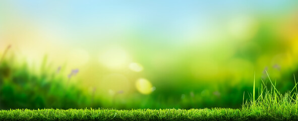 Wall Mural - a freshly cut garden grass lawn in summer with a bright sunny green blurred bokeh background