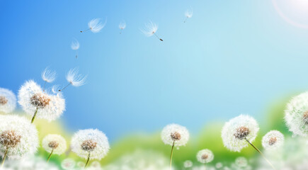 Wall Mural - dandelion weed seeds blowing across a sunny summer blue sky and green grass background.
