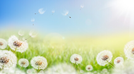 Wall Mural - dandelion weed seeds blowing across a sunny summer blue sky and green grass meadow lawn background.