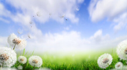Wall Mural - dandelion weed seeds blowing across a sunny summer blue sky and green grass background.