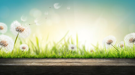 Wall Mural - dandelion weed seeds blowing across a summer garden lawn of green grass with wooden bench to display