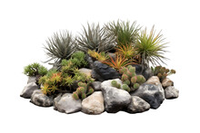 Succulent Plants Over Rocks On Transparent Background.made With Generative Ai.