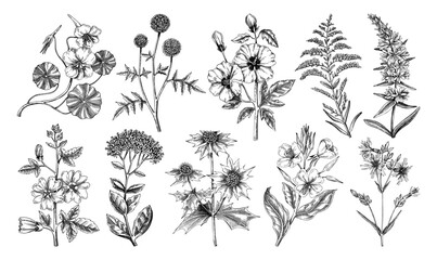 hand drawn garden summer flower collection. garden flowering plants sketches. botanical illustration