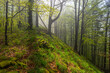 Misty mood in primeval forest. Bieszczady Mountains, Carpathians, Poland.