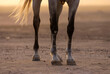 extremities of the horse's body, including the legs, hooves and tail, in the field in the desert in the stables