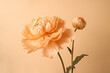Big pale orange flower isolated on peach fuzz colored light pastel orange background. Minimalistic floral background in tender paslet orange colors. Peony floral banner, copy space. Generative AI