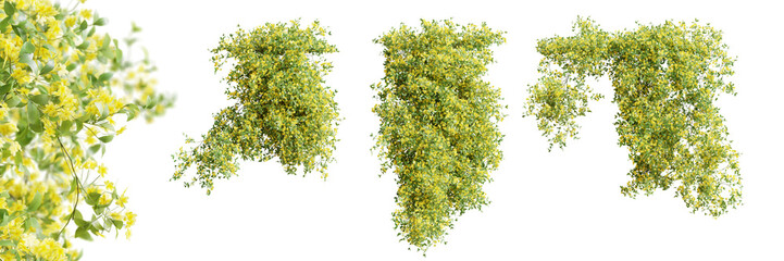 Fototapete - Set of Jasminum Nudiflorum creeper plant, isolated on transparent background. 3D render.