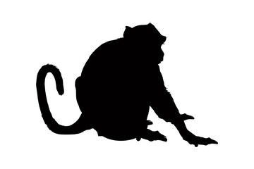 Monkey silhouette isolated on a white background. Vector illustration