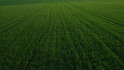 Wall Mural - Beautiful green landscape of the wheat fieldDrone flying over wheat field harvest crops.