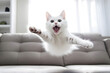 © fadi - crazy white cat jumping on sofa