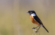 Pretty African stonechat  perched on a twig in South, Africa 