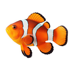 Wall Mural - Clownfish on a transparant background, PNG, Generative Ai