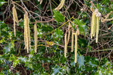 Catkins Hanging From Branch Of A Hedge In Early Spring. No People.