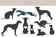 Whippet clipart. Different poses, coat colors set