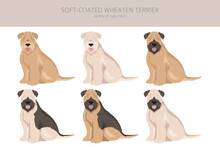 Soft Coated Wheaten Terrier Clipart. Different Poses, Coat Colors Set