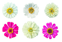 Six Zinnia Flowers On A White Background,png File
