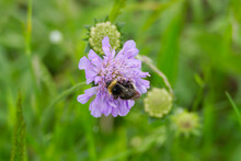 Forest Cuckoo Bumblebee (Bombus Sylvestris) Sitting On A Small Scabious In Zurich, Switzerland