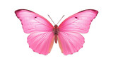 Beautiful pink butterfly isolated on a white background. Generative AI Illustration	