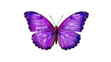 Fototapeta Motyle - Beautiful purple butterfly isolated on a white background. Generative AI Illustration	