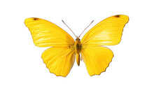 Beautiful Yellow Butterfly Isolated On A White Background. Generative AI Illustration	