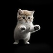 Playful Paws: Exploring the Curiosity of Exotic Shorthair Kittens