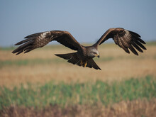 Black Kite In Flight (Milvus Migrans), Isolated On Blurred Background