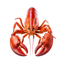 Lobster Isolated On White Background