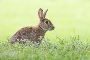 Wall Mural - rabbit in the grass